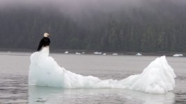 Eagle_on_Ice.sized.jpg
