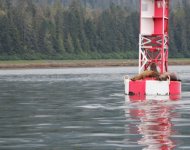 sea_lions_Petersburg.sized.jpg