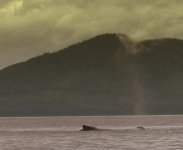whale_spout_colorized.sized.jpg