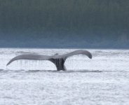 whale_tale_1.sized.jpg