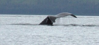 whale_tale_2.sized.jpg