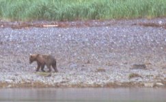 bear_one.sized.jpg