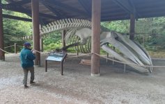 Whale_skeleton.sized.jpg