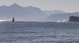 Whale_breach3a.sized.jpg