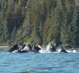 whales_bubble_feeding2.sized.jpg