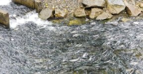 Salmon_Sitka_Hatchery.sized.jpg
