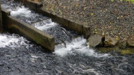 Salmon_climbing_ladder_Sitka_hatchery.sized.jpg