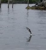 Salmon_jumping_Sitka_Sound.jpg