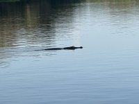 040Alligator.jpg