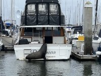203SeaLionBoat.jpg