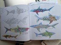 243ColoringBook.jpg