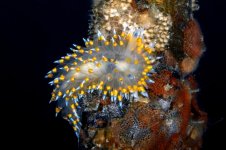 Dock_Dive_DSC_8787.jpg