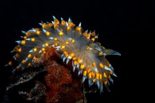 Dock_Dive_DSC_8808.jpg