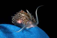 Dock_Dive_DSC_8754.jpg