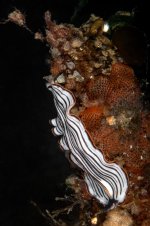 Dock_Dive_DSC_8829.jpg