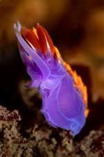 Golf_Ball_Reef_DSC_8683.jpg