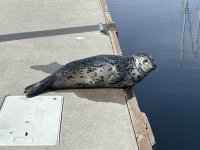 652FridayHarborSeal.jpg