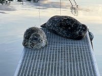 699FridayHarborSeals.jpg