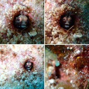 Christmas tree worm