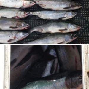 A mess of fish in the box.