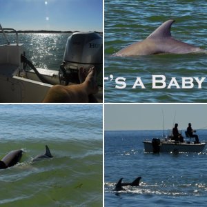 Dolphin watching