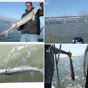Sturgeon 06'