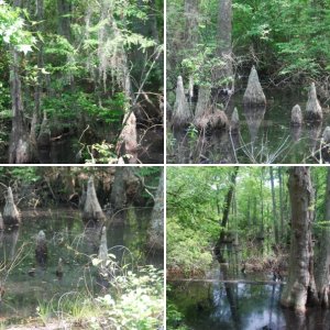 Bald Cypress Trail within Seashore State Park
