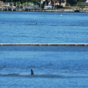 Lone dolphin seen across a sandbar in Broad Bay, Virginia Beach, from the channel.