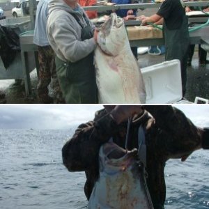 2011 Newport, OR Halibut  52\"
