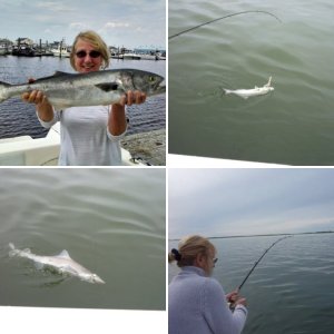 Mr. bluefish up on top looking over the situation