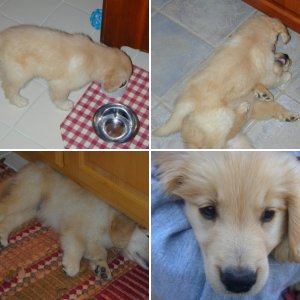 This is a picture of Cosmo, our beloved 11 1/2 year old Golden Retriever who passed away on June 10, 2010. This is when he was young, and how I'll remember him. This guy was extra special  because he was the dog the kids grew up with...never to be replaced.