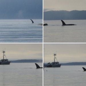 Leaving Edmonds for the long cruise North to Sucia at 7 AM on Saturday.