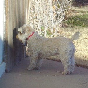 Lindy, at the gate, waiting for the C-Dory