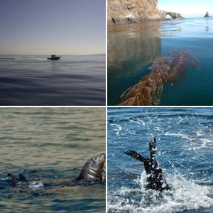 (Islander) Islander visits Santa Barbara for Presidents Day