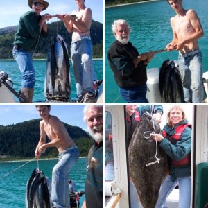(C-Biscuit) A nice 45 lb halibut