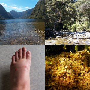 Cruising directions:  Fly to Auckland, then to Queenstown.  Drive to Te Anau. Bus to Manapouri.