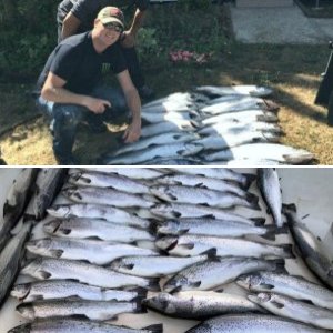 Atlantic Salmon 1
