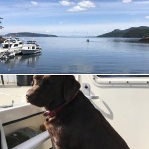 Molly Brown the boat dog!
