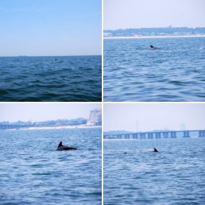 The first of three pods sighted 19 June 2012