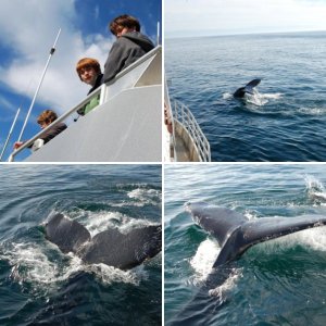 humpback1