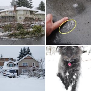 WicketTheSnowDog.jpg
