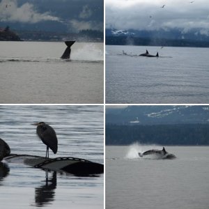punted Sealion close to end