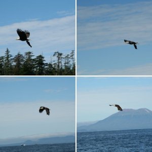 eagle-01