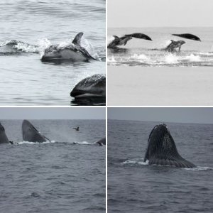 Killer whale off San Francisco