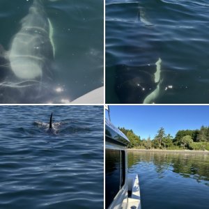Flounder Bay Fidalgo Isle
