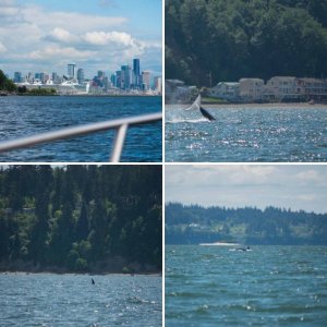 Port Townsend to Sequim Run