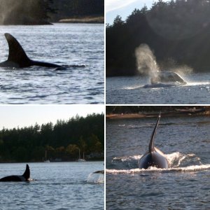 Whale photos from Dave and Carol (Sea Shift)
