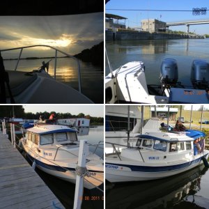 Stella the Boat Dog