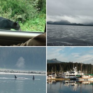 mink forest service dock Port Fredrick