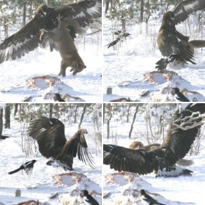 Unknown photographer.   Received from OBOL (Oregon Birders On Line) in email